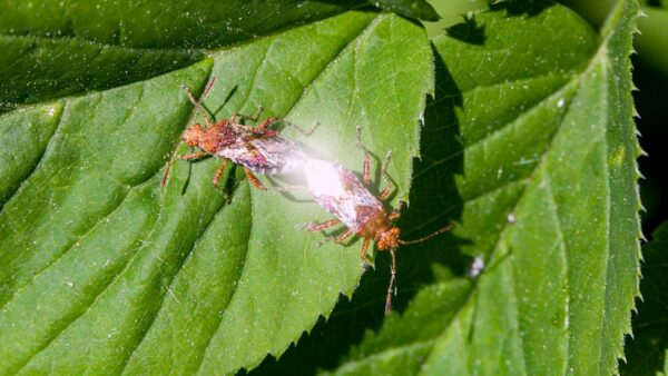 Base : deux pannes causées par un bug du séquenceur