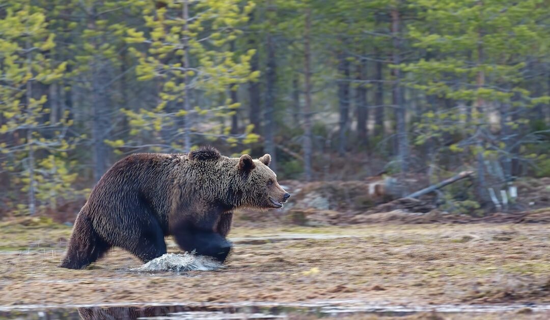 The Bear ferme ses portes avec une exquise saison 5   