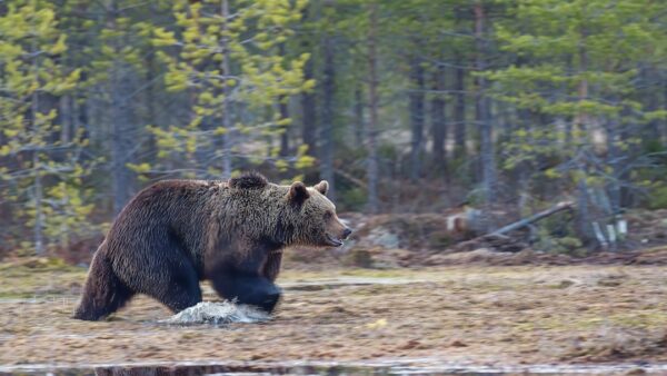 The Bear ferme ses portes avec une exquise saison 5   