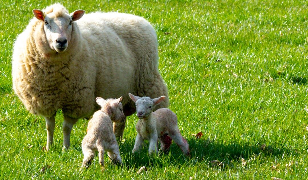 Vous aimez les animaux ? Les Moutons Détectives devient le film le plus vu dans le monde sur Prime Video