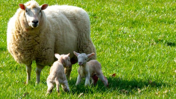 Vous aimez les animaux ? Les Moutons Détectives devient le film le plus vu dans le monde sur Prime Video