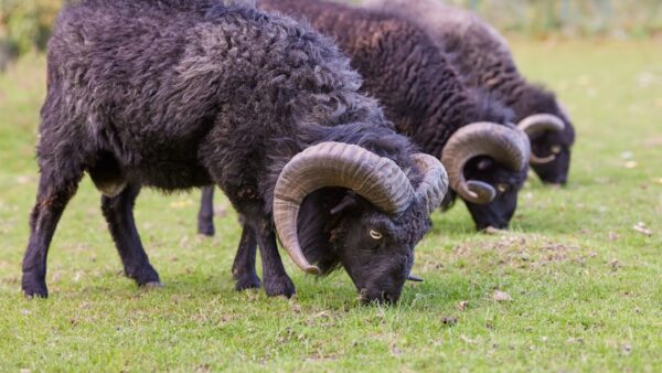 Pénurie de RAM ou énorme complot ? Les trois géants de la mémoire traînés en justice pour entente illégale