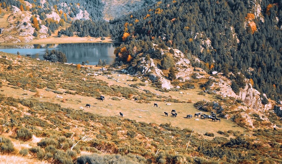 Incendie dans les Pyrénées-Orientales : près de 3 000 personnes évacuées de campings et d’entreprises, « la situation devient favorable »