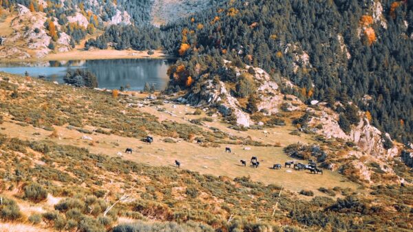 Incendie dans les Pyrénées-Orientales : près de 3 000 personnes évacuées de campings et d’entreprises, « la situation devient favorable »