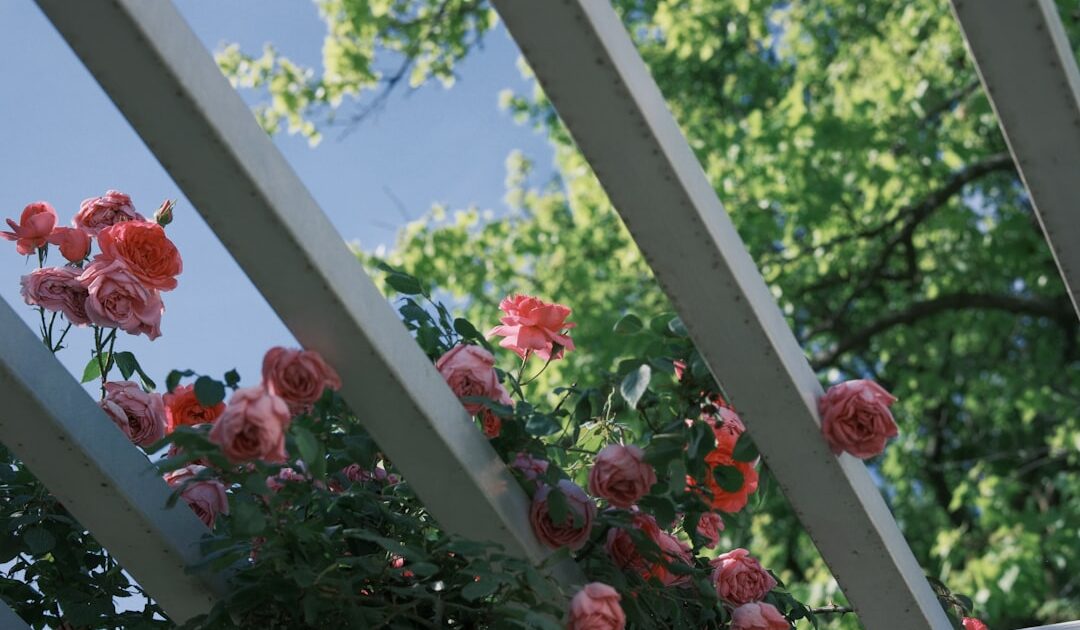 Guide pratique pour installer une pergola