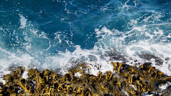 Les algues marines ne sont biologiquement pas des plantes