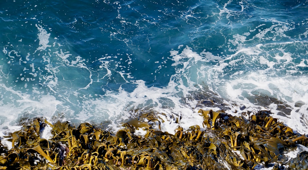 Les algues marines ne sont biologiquement pas des plantes