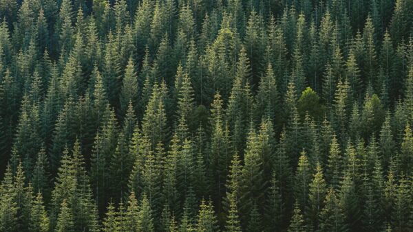 « C’est l’arbre qui cache la forêt » : le Sénat veut mieux réguler le financement privé des politiques publiques… et cible la « galaxie Stérin »