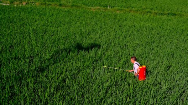 Pesticides, eau, loups… : les grandes mesures de la loi d’urgence agricole, sur laquelle le camp gouvernemental se déchire