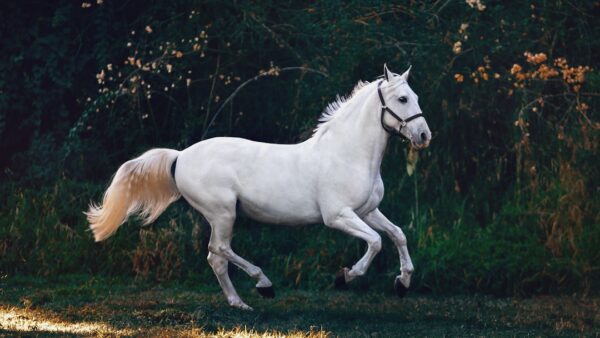 Adieu l’électrique ? HORSE dévoile un prolongateur d’autonomie écologique alimenté au méthanol