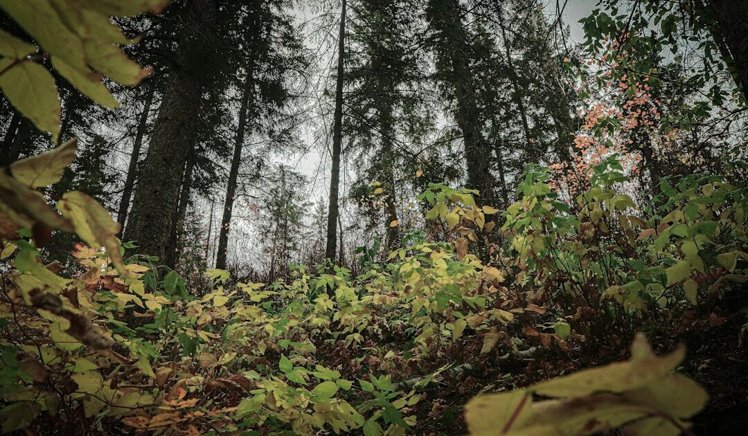 Feux de forêt, canicules… comment le changement climatique contraint la SNCF à s’adapter et investir dans le réseau