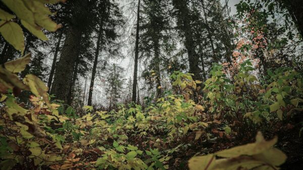 Feux de forêt, canicules… comment le changement climatique contraint la SNCF à s’adapter et investir dans le réseau