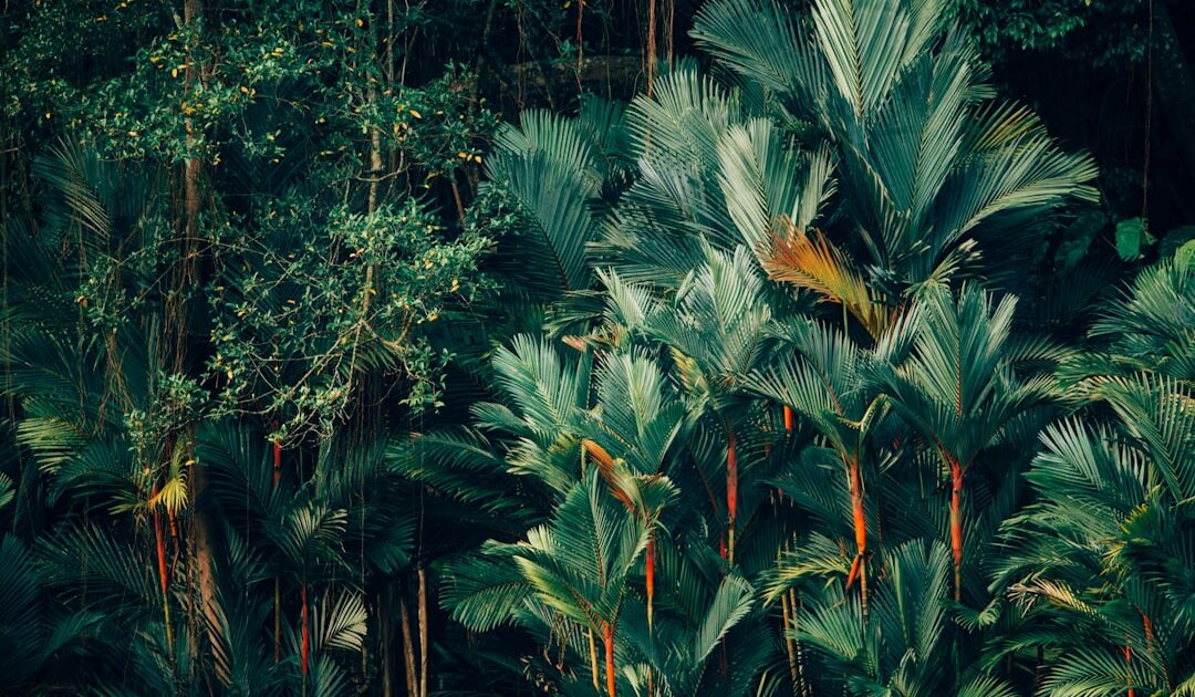 Pourquoi la déforestation tropicale pourrait coûter jusqu’à 145 milliards de dollars à l’industrie pharmaceutique d’ici 2050