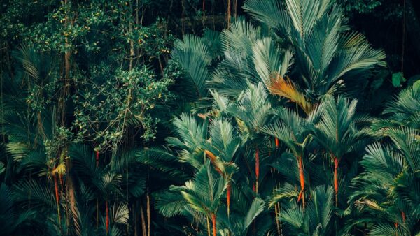 Pourquoi la déforestation tropicale pourrait coûter jusqu’à 145 milliards de dollars à l’industrie pharmaceutique d’ici 2050