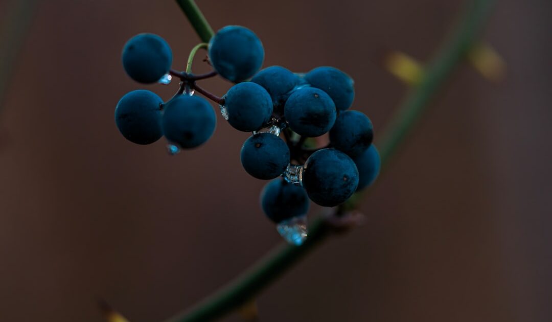 Pourquoi Wildberries, l’équivalent russe d’Amazon, est devenu l’une des cibles prioritaires des drones ukrainiens