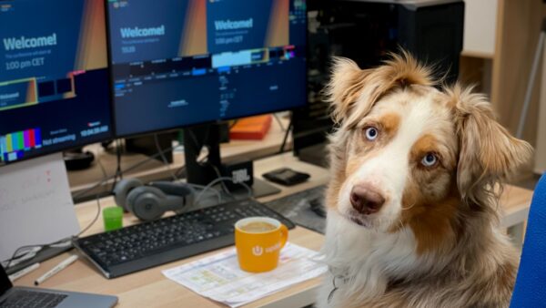Vous avez un chien ou un chat ? Vos données ont peut-être été piratées
