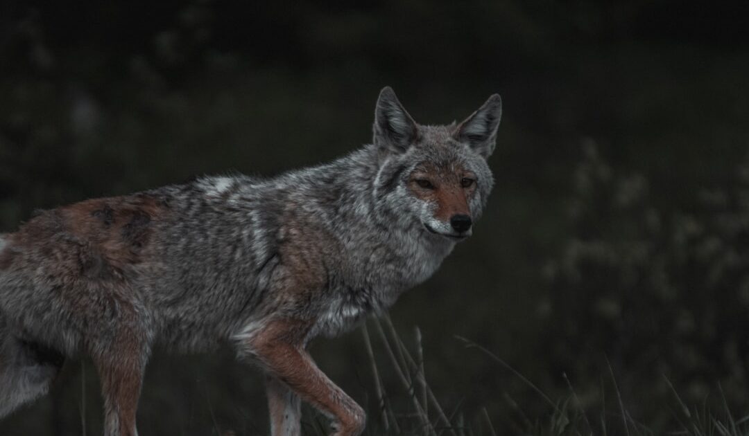 Coyote vs. Acme, le film a failli disparaître et pourtant c’est l’un des meilleurs de l’année