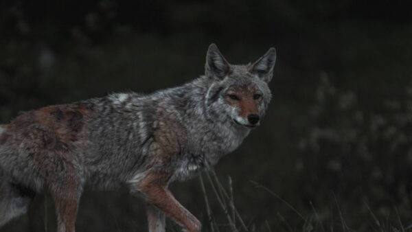Coyote vs. Acme, le film a failli disparaître et pourtant c’est l’un des meilleurs de l’année