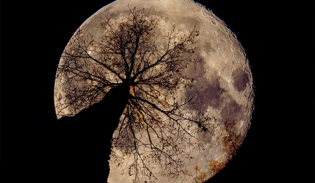 Les plus belles photos de l’éclipse, date de la prochaine éclipse et le boss de la NASA qui flingue 20 ans de dérive – le récap’ sciences