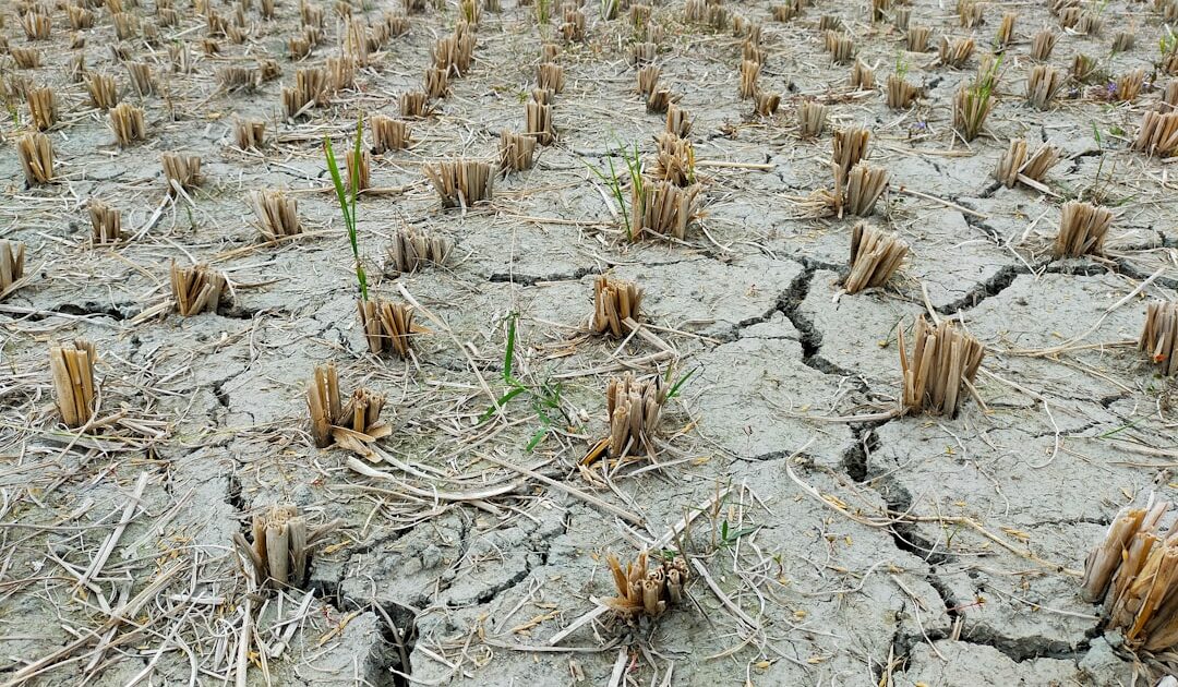 Effondrement des récoltes : face au désastre agricole, la FNSEA exige un « choc de réactivité » tandis que l&rsquo;État promet des aides massives