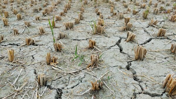 Effondrement des récoltes : face au désastre agricole, la FNSEA exige un « choc de réactivité » tandis que l&rsquo;État promet des aides massives