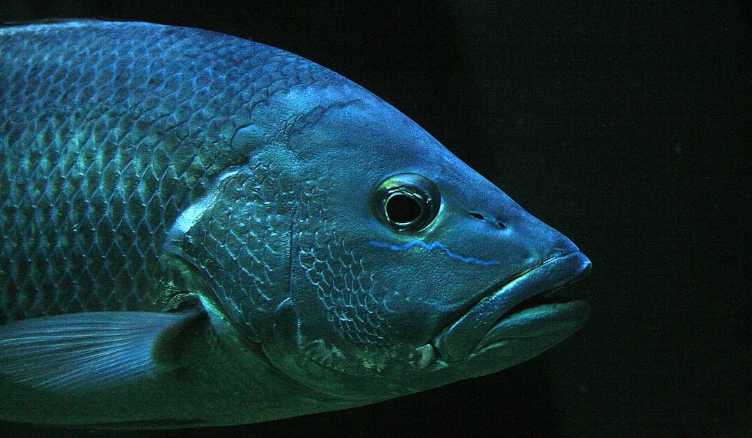 On a découvert un poisson souterrain inconnu, et c’est grâce à une vidéo sur TikTok