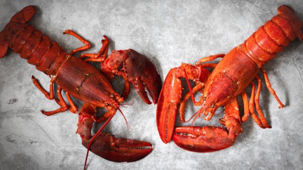 À la table du chef : Jérôme Banctel au Lobster Club du Bar Le Gaspard à La Réserve Paris