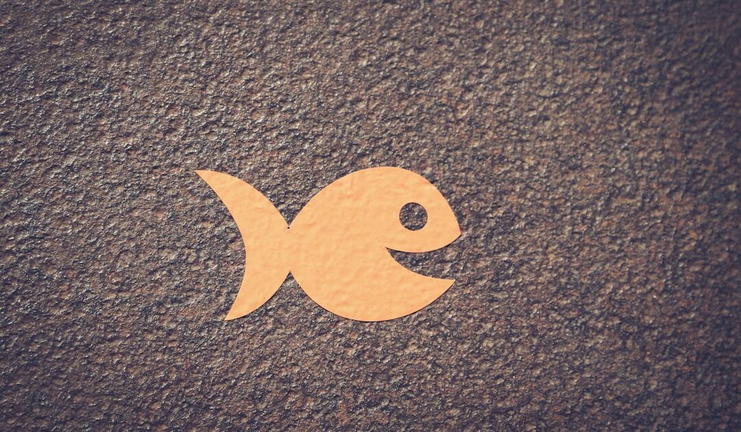 « Une histoire de poisson… » : Grosse désillusion à Bruxelles, l’Islande ne rejoindra pas l’Europe