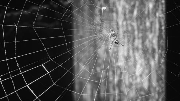 La série Spider-Noir est annulée malgré 11 nominations aux Emmy Awards
