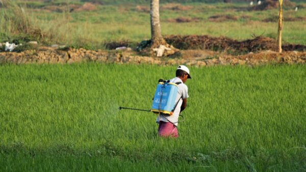 Pesticides : record de demandes d’indemnisation en 2025, le fonds puise pour la première fois dans ses réserves