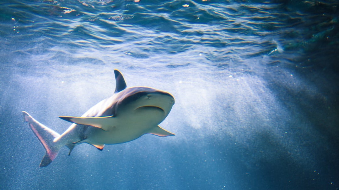 Ce ventilateur Shark rafraîchit l’air jusqu’à 6 °C et coûte 110 € de moins grâce à cette offre