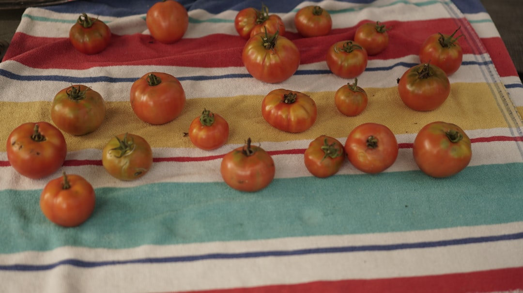 + 32 % sur les tomates, + 16 % sur les salades… les prix remontent déjà en supermarché et un nouveau choc est à craindre