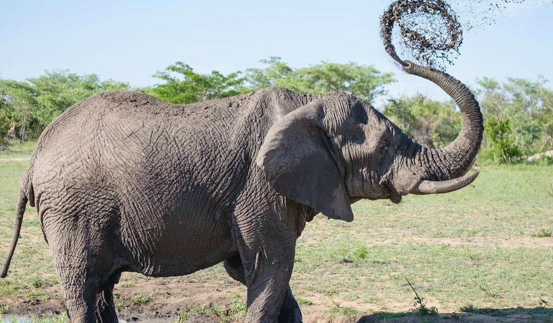 Seko Fofana fait ses adieux aux Éléphants