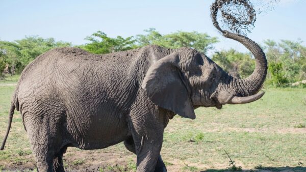 Seko Fofana fait ses adieux aux Éléphants