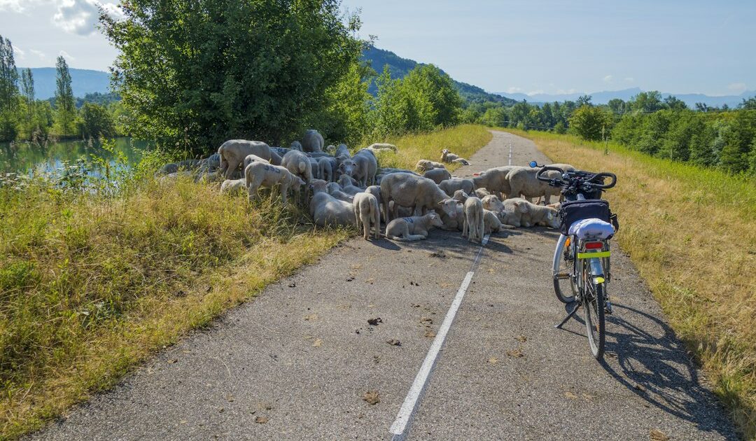 Tadej Pogačar : le GOAT du vélo, humain après tout?