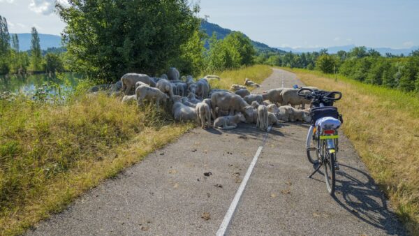 Tadej Pogačar : le GOAT du vélo, humain après tout?