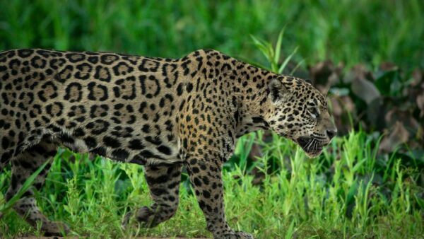 Le concept avait cassé internet : voici la Jaguar Type 01, une voiture électrique de 1 030 ch qui veut faire table rase du passé
