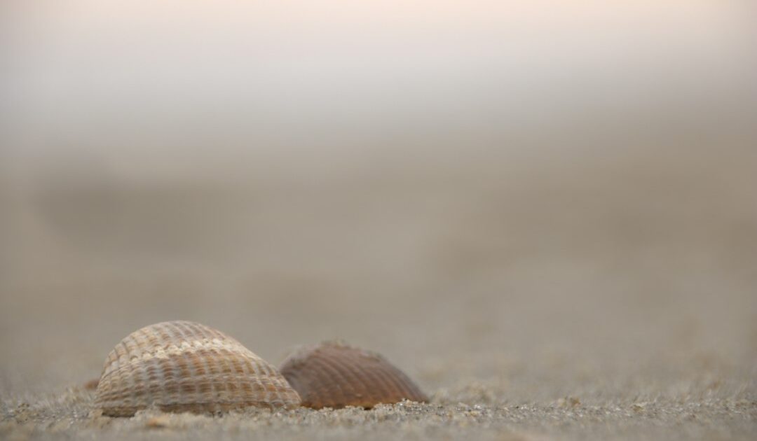 PHP2Shell : le correctif est publié, mettez à jour avant que les bots ne passent
