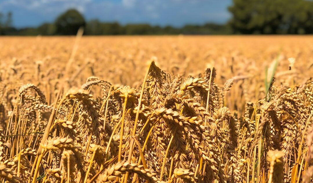 La France a des céréales à revendre, mais pas de stocks d’État : face à la menace russe, est-elle vraiment à l’abri d’une pénurie ?